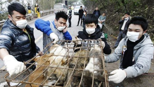 又见拦车救狗，善后仍无出路