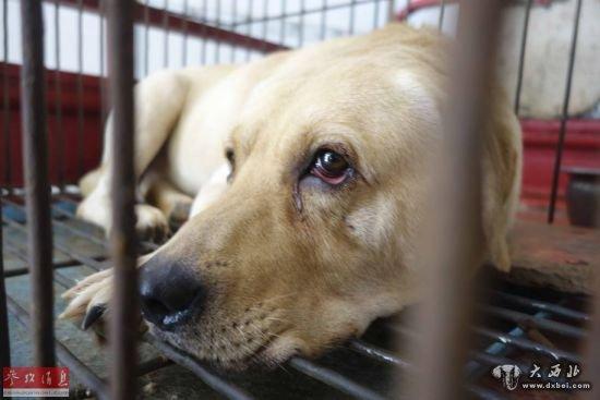 又见拦车救狗，善后仍无出路