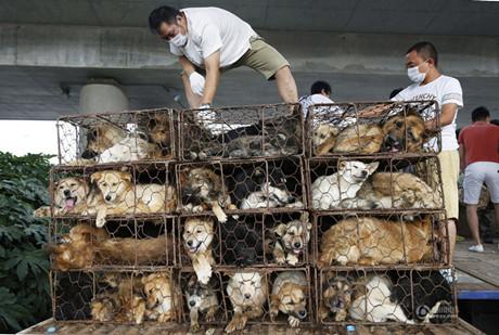 又见拦车救狗，善后仍无出路