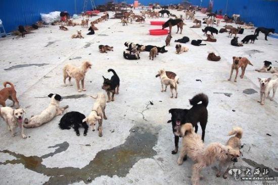 又见拦车救狗，善后仍无出路