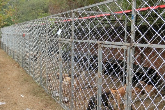 又见拦车救狗，善后仍无出路