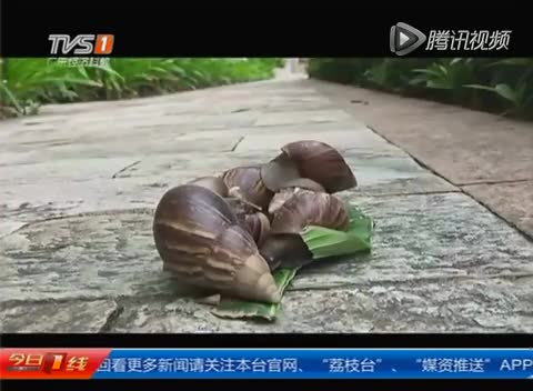 中山一小区现大量“非洲蜗牛”：体型如鸡蛋大截图