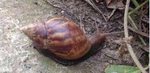 福建泉州现10余厘米长蜗牛 能啃食消化水泥(图)