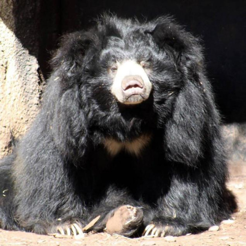 由于罹患癌癥，艾米不得不被安樂死。（圖片來源：卡普隆動物園）