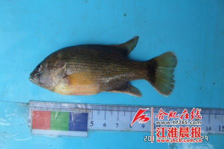 外来入侵物种绿太阳鱼现身大别山 会吃其他鱼类