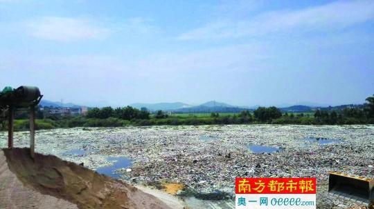 广州百亩水塘塞满垃圾 苍蝇成堆恶臭袭村(图)
