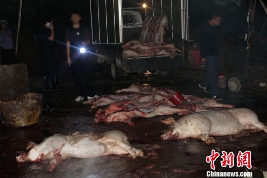 广州警方破获最大生猪私宰案涉案金额达3200余万