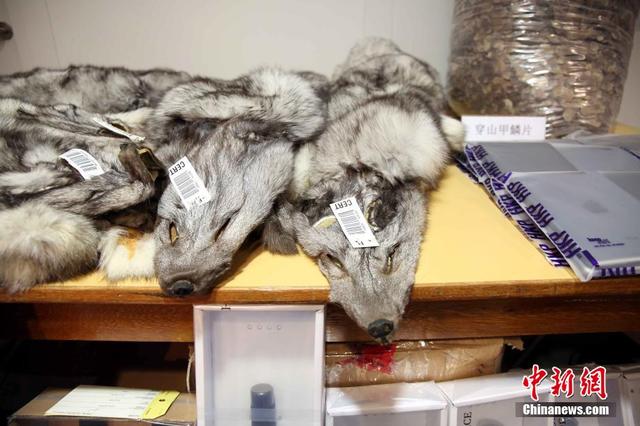 9月23日，香港警务处举行记者会，展示缴获的银狐皮草和穿山甲鳞片。
