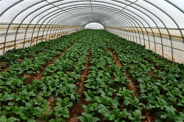 网络媒体采访团走进高台县绿色蔬菜产业园