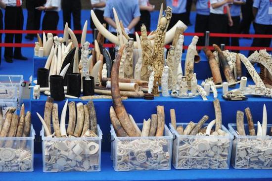 中国将禁国内象牙贸易 国际环保组织:创造历史