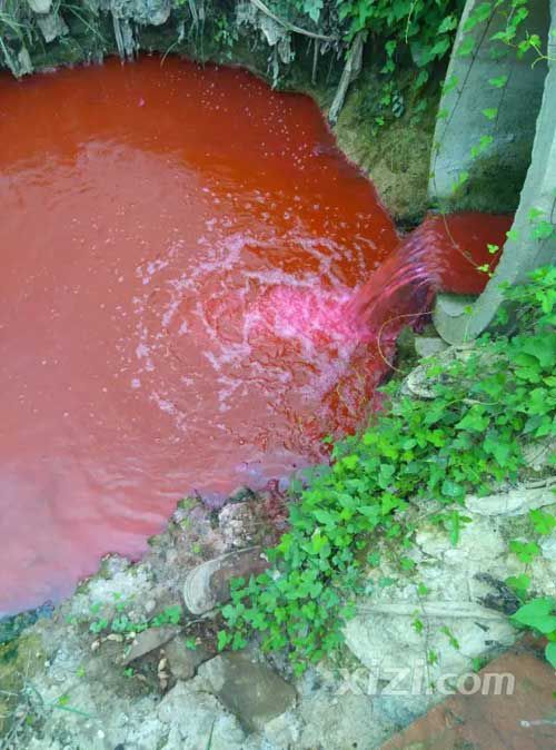 广东惠州被曝现一条血河 网友喊环保局长来游泳