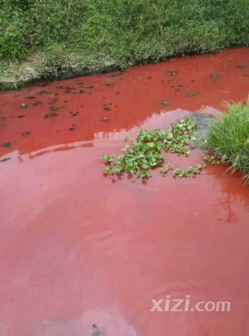 广东惠州被曝现一条血河 网友喊环保局长来游泳