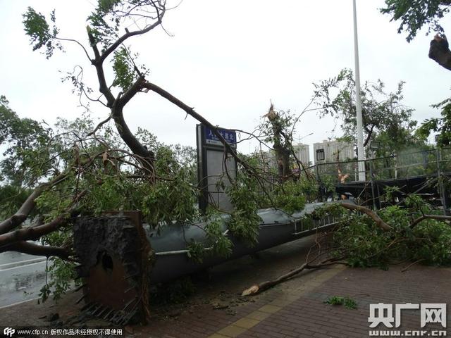 强台风登陆广东湛江风力达15级 树木被拦腰斩断