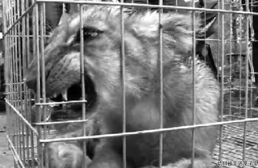 上个月，本报曾报道一只狮子在运输过程中逃脱至高速公路上的消息，日前，类似的事在蚌埠怀远重演，不过这次的“主角”是一只仅四个半月大的小雄狮，它钻进怀远鲍集镇薛场村追一群鸡时被村民发现，村民将其捉住后交给森林派出所，据介绍，这只小狮子很有可能也是在运输过程中逃脱。目前，幼狮已被转送到蚌埠市张公山动物园饲养。