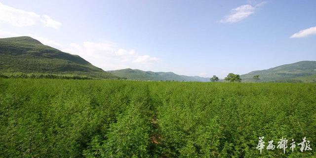 世界青蒿之都的新尴尬：每公斤5元 今年青蒿收购价跌出新低