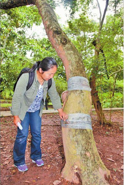 西双版纳热带植物园价值百万黄花梨被盗(图)