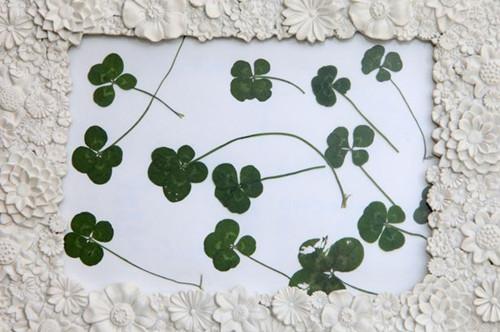 女子在花园中发现数枚四叶草 成全英最幸福人