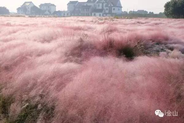 上海粉色田野刚走红即遭践踏 游客纷纷折草拍照