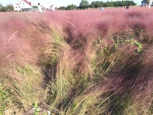 上海粉色田野刚走红即遭践踏 游客纷纷折草拍照
