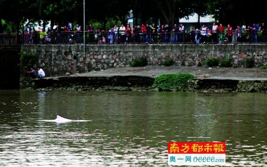 海豚洄游珠江引围观 渔政制造噪音将其驱回大海