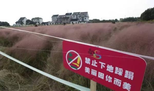 上海粉色田野被踩踏损失30万 主人紧急收割自救