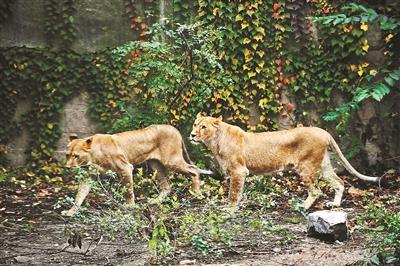 北京動(dòng)物園獅子被曝骨瘦如柴 園方：一直都很瘦