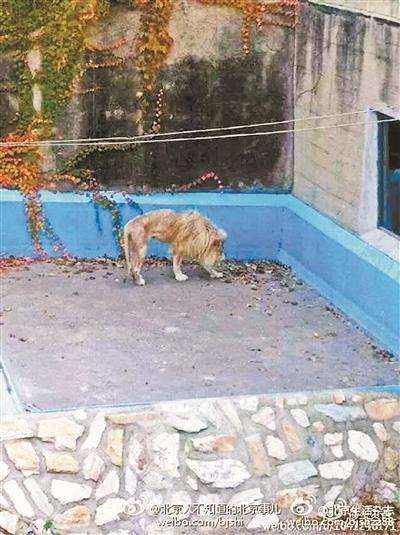 北京動(dòng)物園獅子被曝骨瘦如柴 園方：一直都很瘦