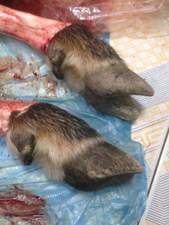 经文成县林业局鉴定，这只“四不像”是国家二级重点保护动物鬣羚。“此前，在我们县里林区通过红外线仪器发现过鬣羚的踪迹，但没有捕获过。”县林业局工作人员告诉澎湃新闻。