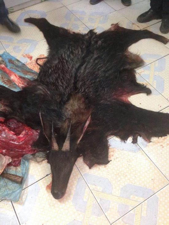 文内图片均来自温州文成县林业局