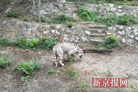 白虎脊部骨头凸起，显得精瘦。