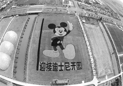 迪士尼周边稻田 “绘”巨型“米奇”(图)