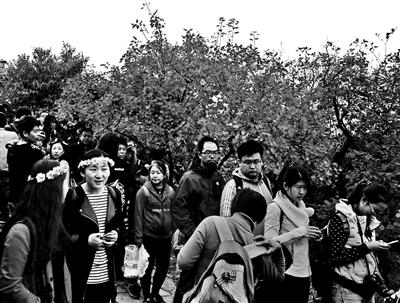 香山红叶本周末变色率将达70% 越高变色越明显