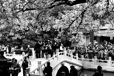 香山红叶本周末变色率将达70% 越高变色越明显