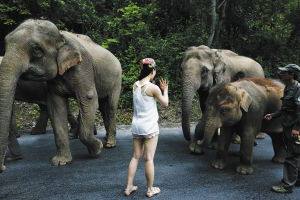 近距离与野象接触很危险
