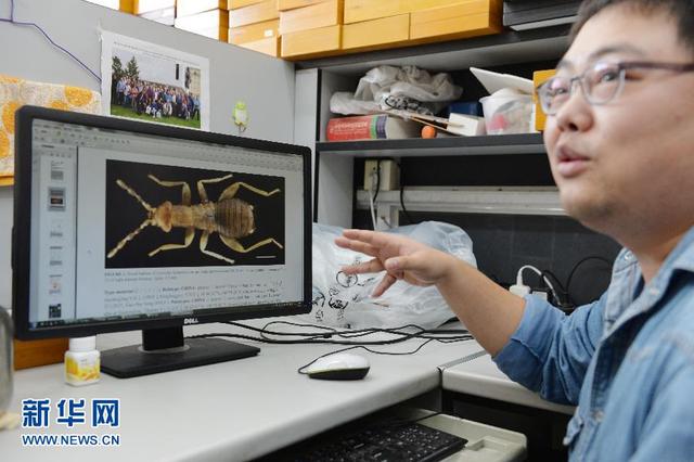 上海青年学者发现昆虫新物种 命名为“海南缺翅虫”