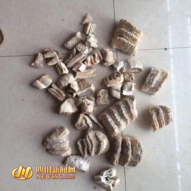 四川村民溶洞内发现“六排牙齿化石”(图)