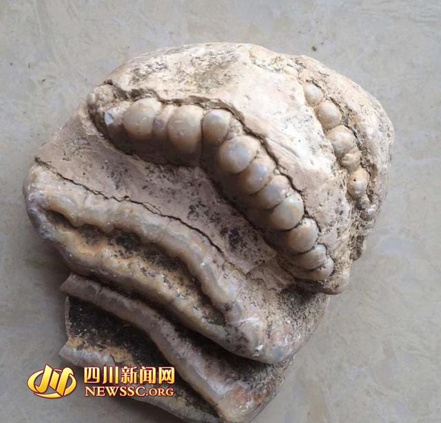 四川村民溶洞内发现“六排牙齿化石”(图)