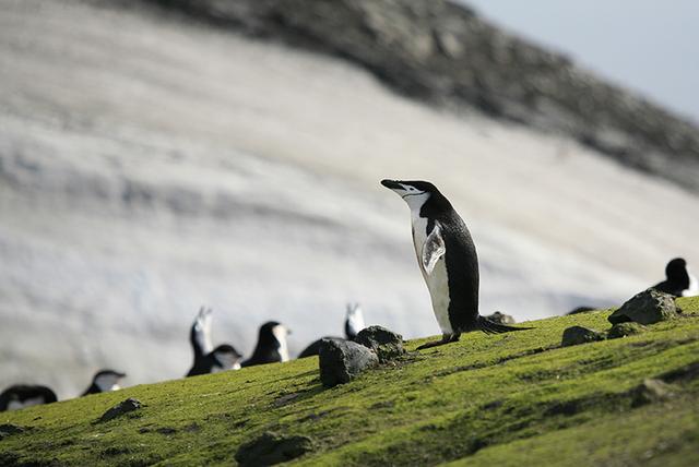 “与思想者同行” 拙见南极之旅招募同行者