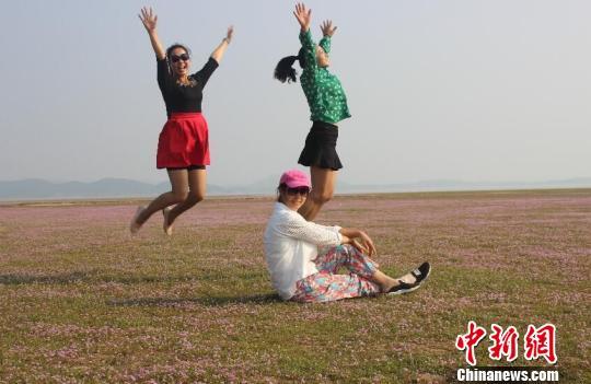 鄱阳湖逼近10米枯水线罕见蓼子花海奇观引众游客