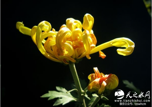 QQ截图20151109151314