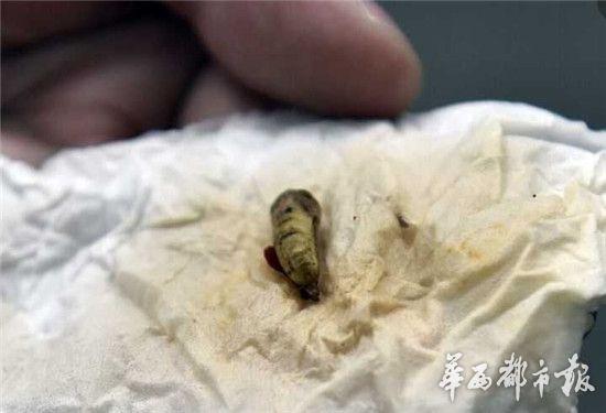 食客餐馆吃饭吃出虫蛹狂吐 服务员称“就算是蛆也无害”