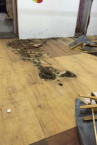 幼儿园让孩子睡发霉地板 身下蟑螂白蚁到处爬