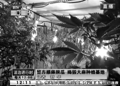 馬來西亞人北京蓋棚種大麻 看販毒書籍學(xué)經(jīng)驗