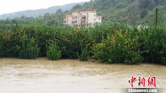 广西桂江河水上涨 平乐县平乐镇政府受淹