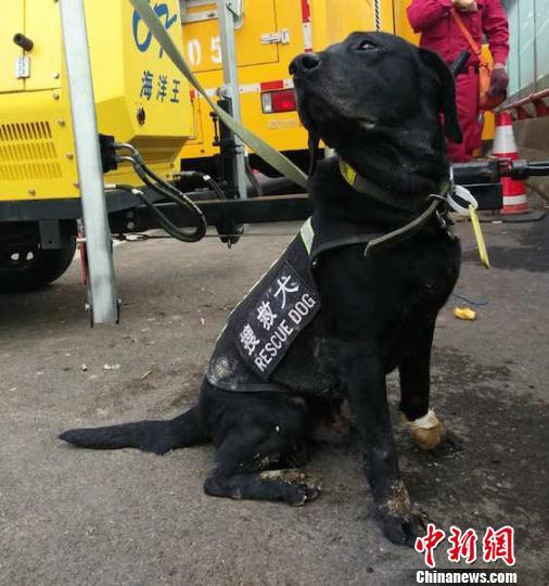 丽水山体滑坡事件救灾明星犬：协助救援队发现7位村民