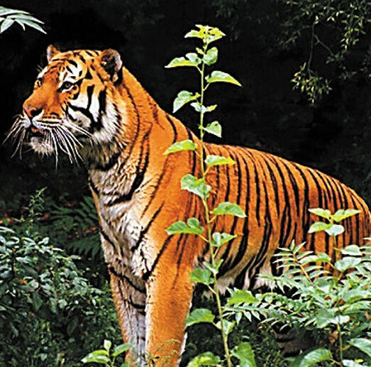 曝浙江永康山中有老虎 记者探寻发现或为金钱豹