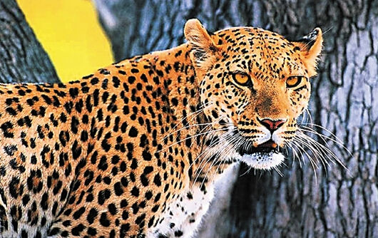 曝浙江永康山中有老虎 记者探寻发现或为金钱豹