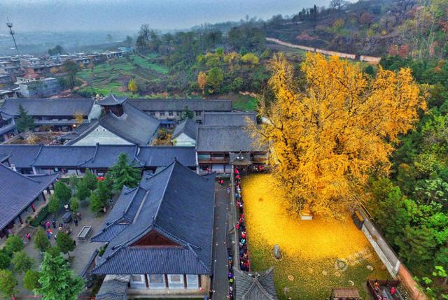 陕西1400年银杏树下落满黄叶 似金毯铺地(图)