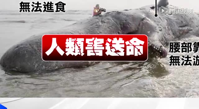 巨型抹香鲸搁浅台湾近海 肚里全是塑料袋截图