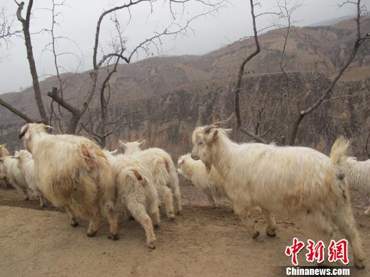 山西临县红枣滞销 无人采收只能喂羊(图)